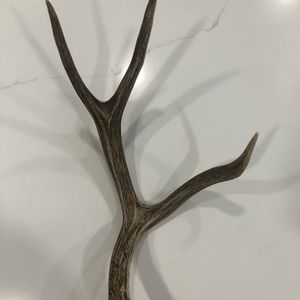 Real antler